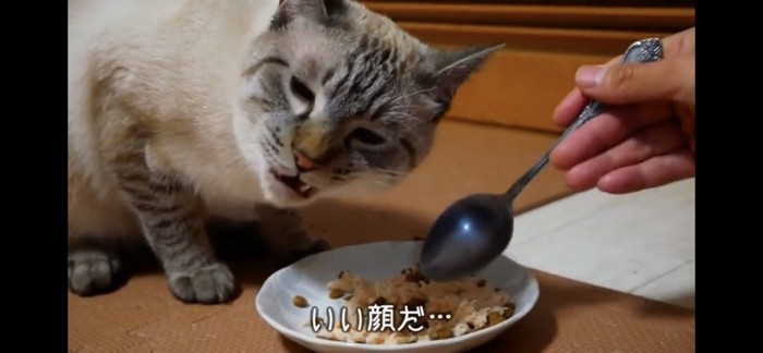 ご褒美をもらう猫