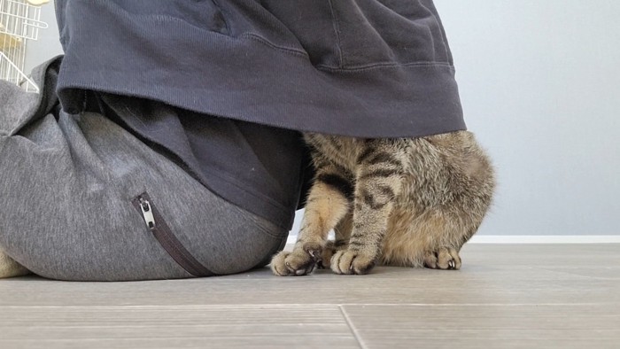 飼い主さんの背中に頭を隠すキジトラ猫
