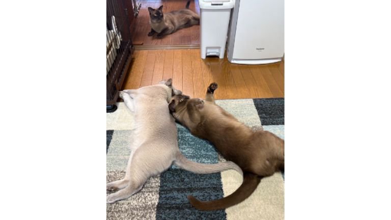 室内にいる猫