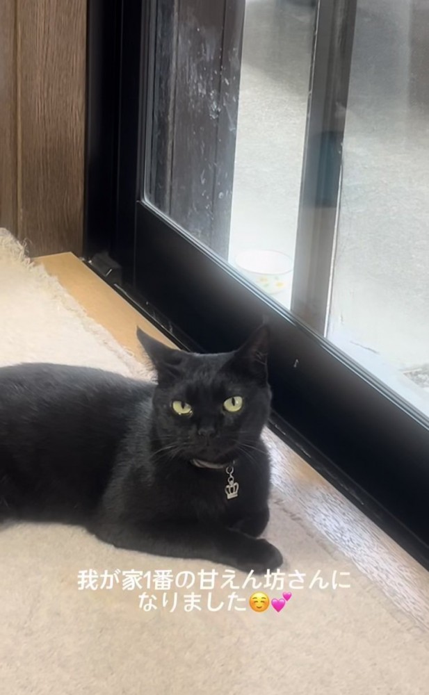 窓際で寛ぐ黒猫