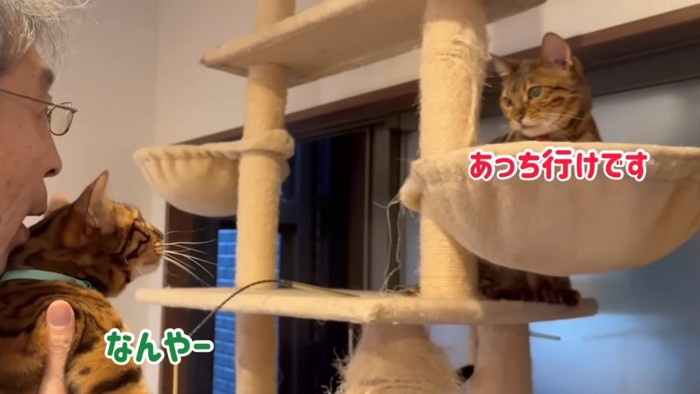 抱っこされる猫とキャットタワーにいる猫