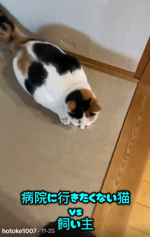 飼い主の足元にいるミケ猫