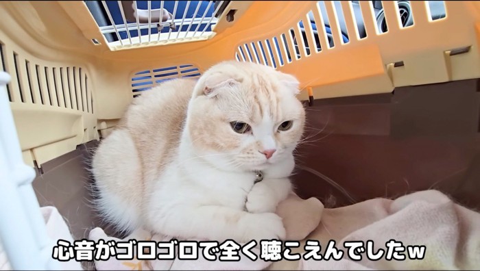 ペットキャリーの中でくつろぐ猫