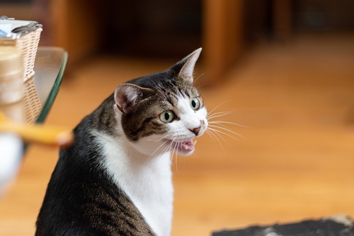 振り向いて鳴く猫