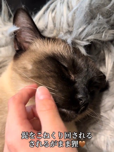 猫の顔