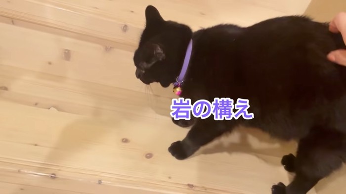 背中をなでられる猫