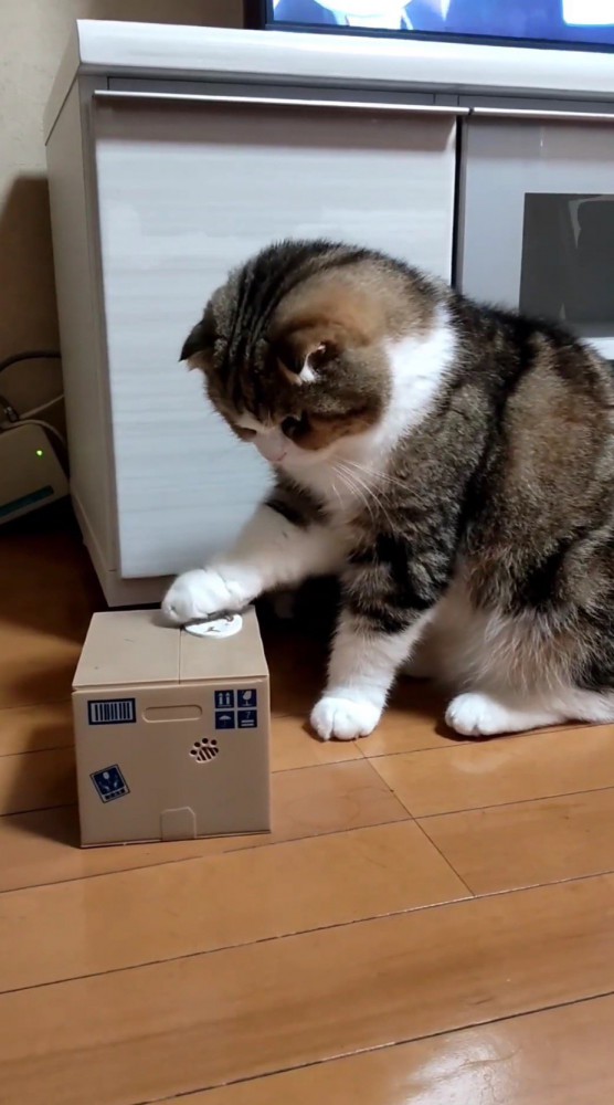 箱のボタンを押す猫