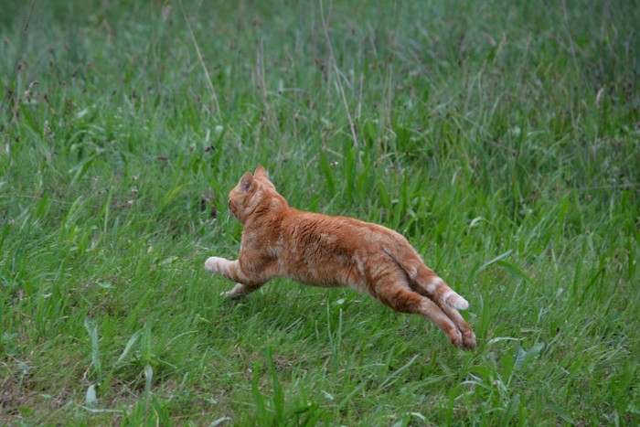 逃げる猫