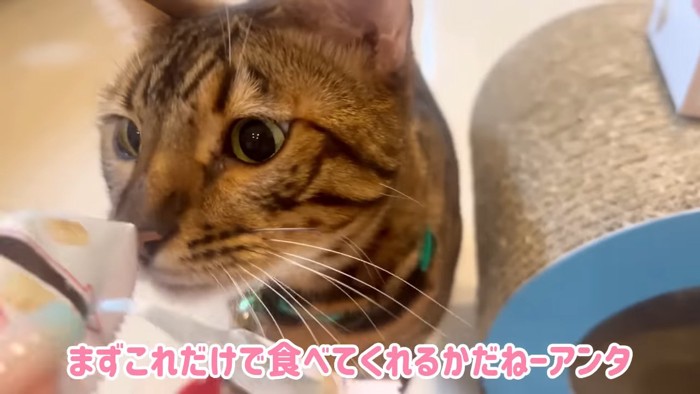 おやつの袋のにおいを嗅ぐ猫