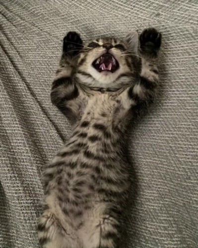 仰向けの子猫