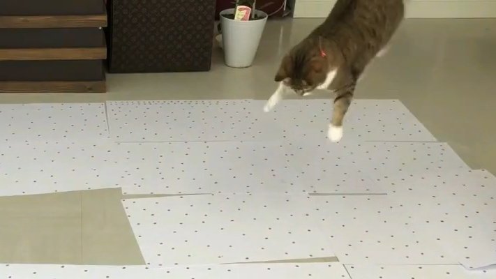 飛び上がる猫