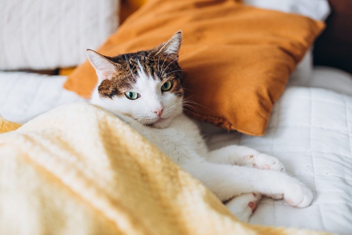 横になる猫