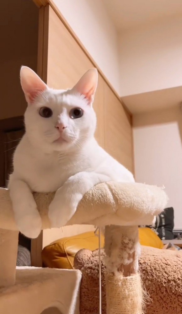 白猫