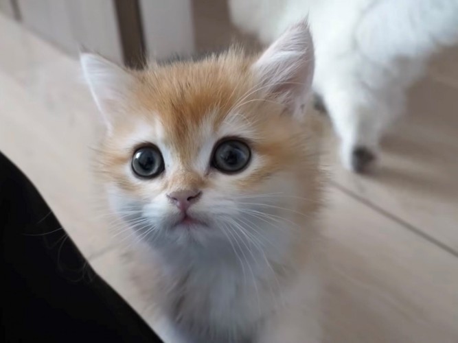 右方向に目線が向いている子猫