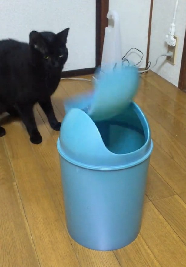 後ずさりする猫