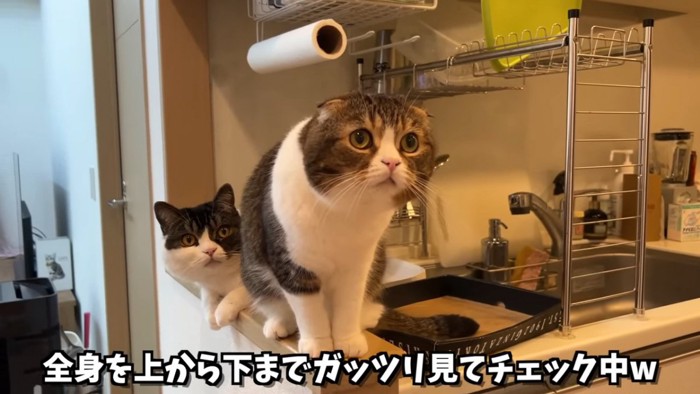 目を丸くする2匹の猫