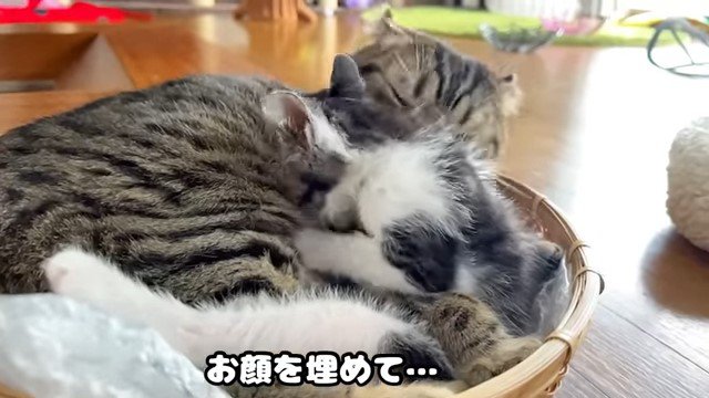 カゴの中の猫に寄り添う子猫