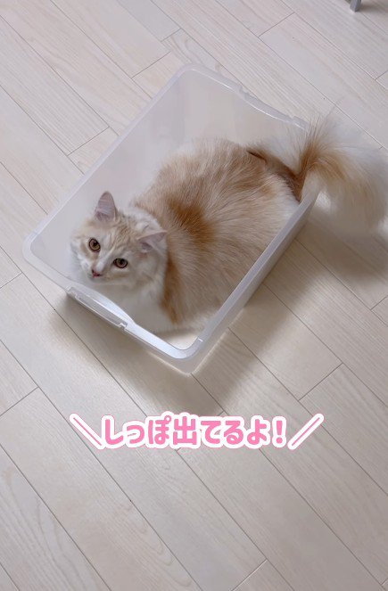 ケースに入る猫