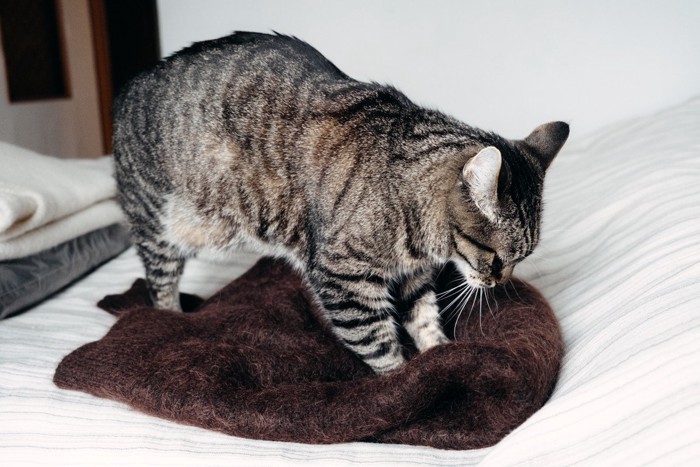 毛布をふみふみする猫