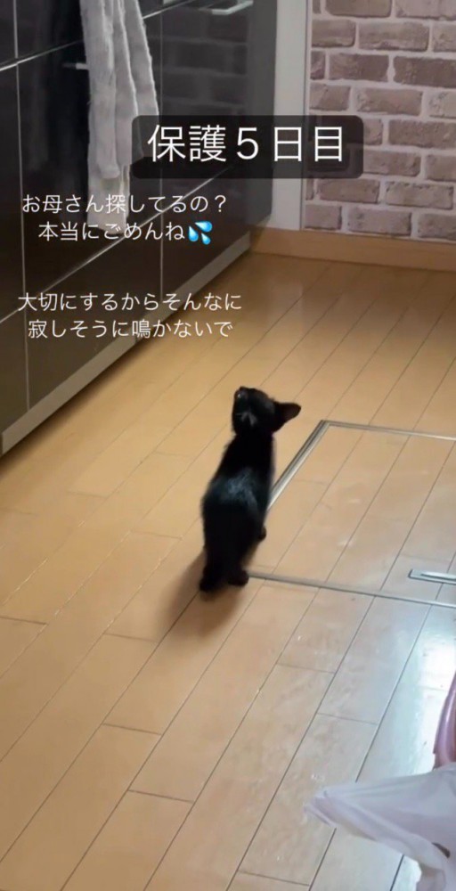 まだ母猫を探しているむぎ