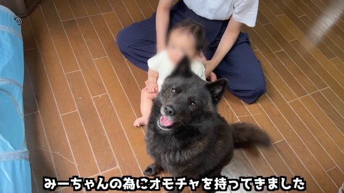 見上げ犬