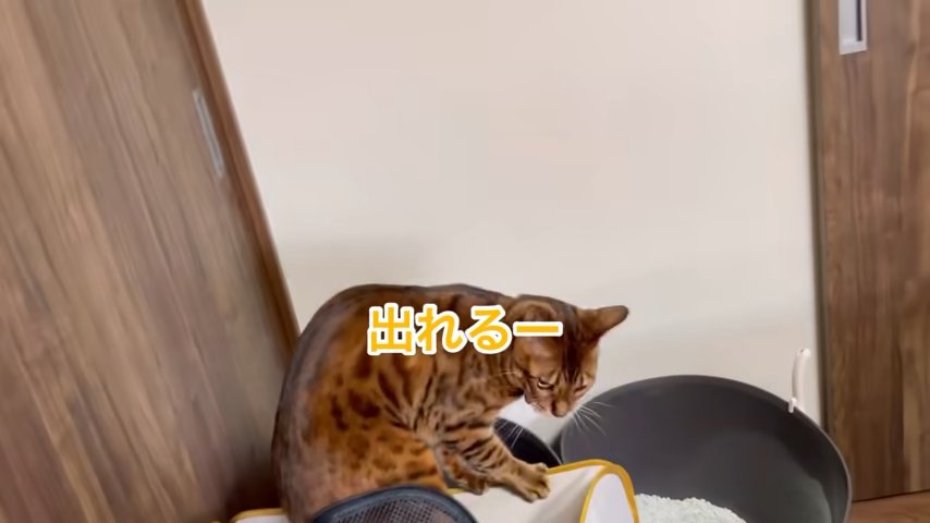 ケージの縁にいる猫