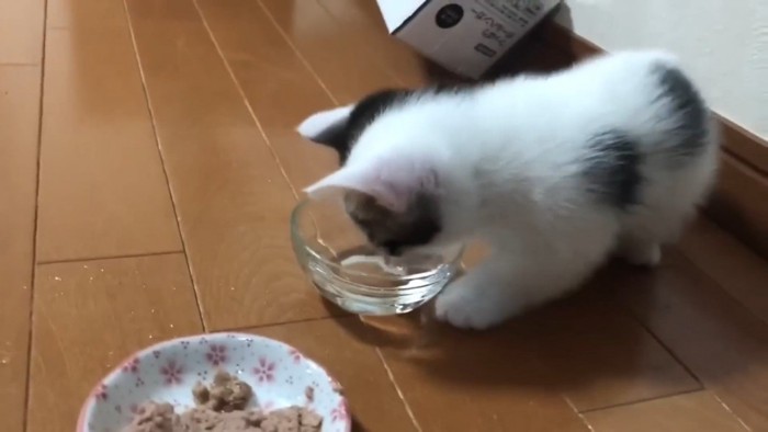 水に顔を付ける子猫