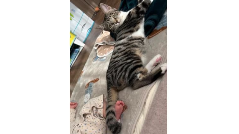 室内にいる猫