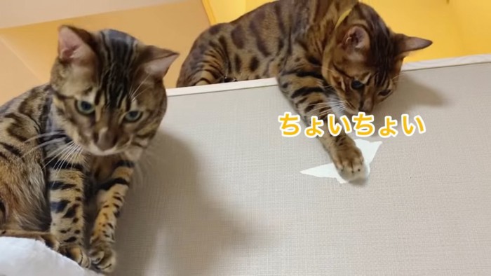 壁紙が破れたところを触る猫