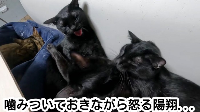 怒る猫