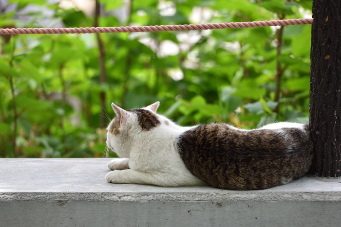 野良猫の後ろ姿の写真