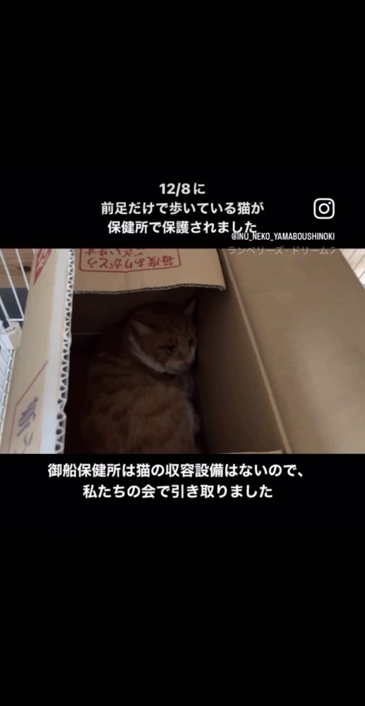 段ボールに入った猫