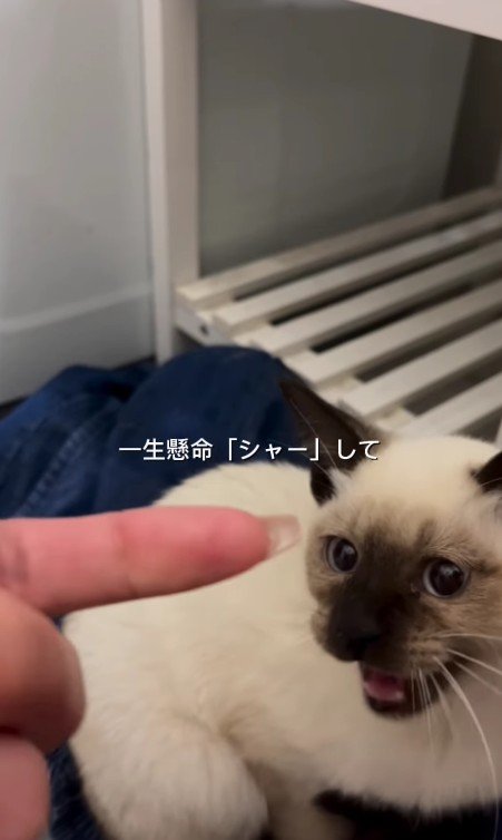 威嚇する猫