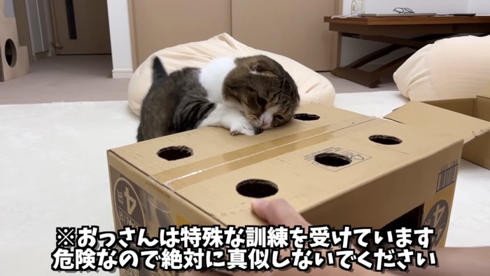 指に噛みつく猫