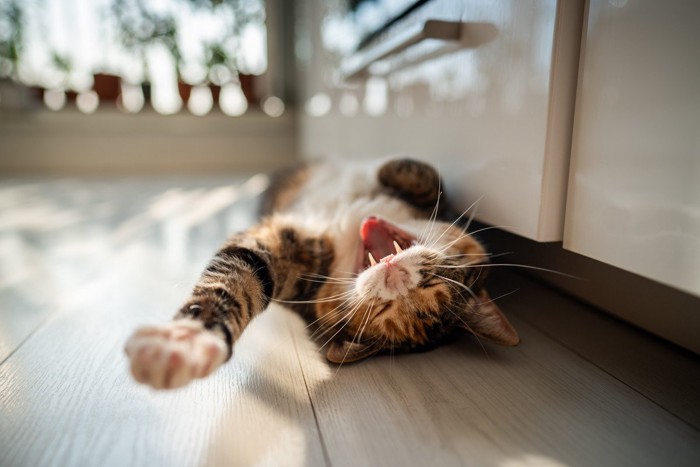 動揺する猫