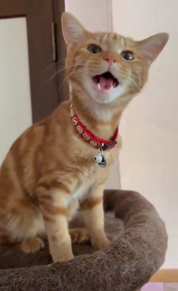 口を開ける子猫