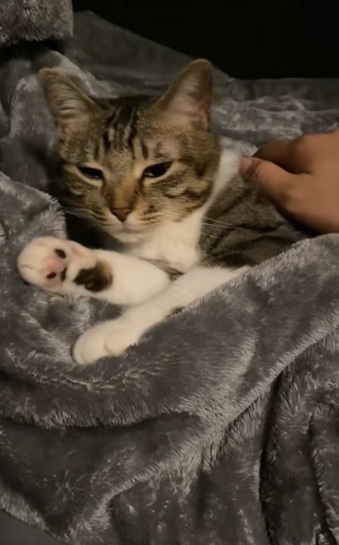 毛布の上で半目になって横たわる猫（字幕なし）