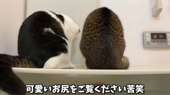 2匹の猫の後ろ姿