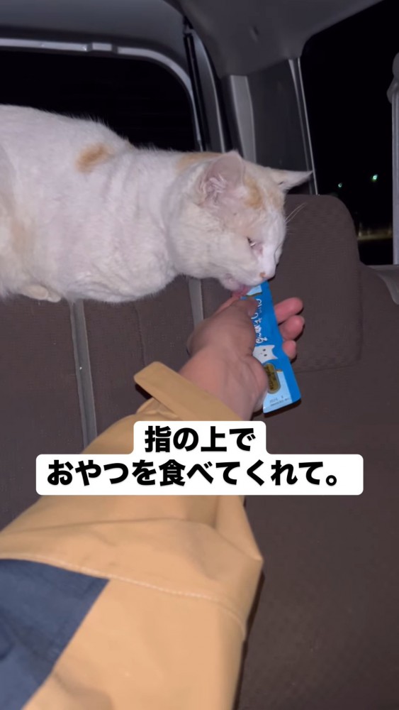 おやつを食べる猫