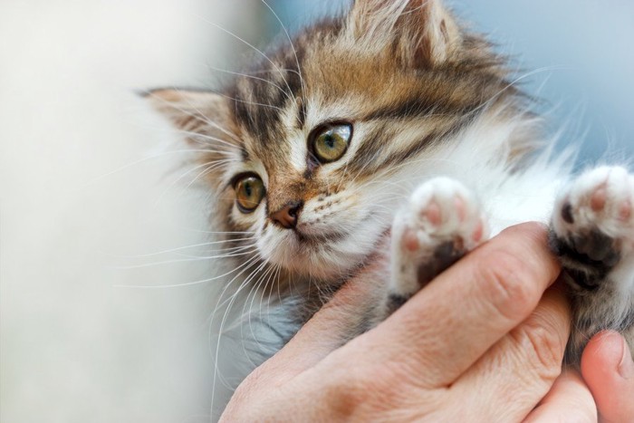 かわいい子猫