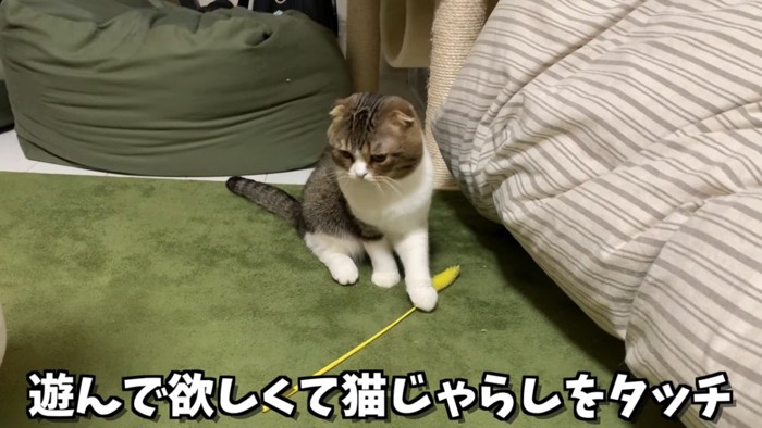 猫じゃらしを前足で踏む猫