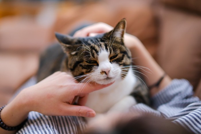 猫をお腹に乗せて撫でる人