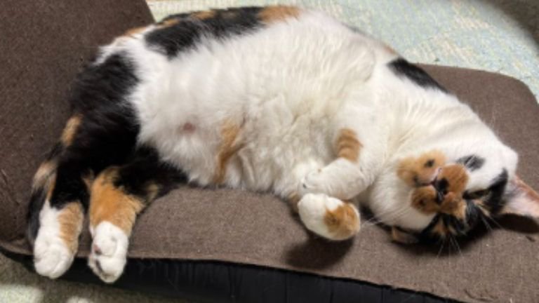 室内にいる猫