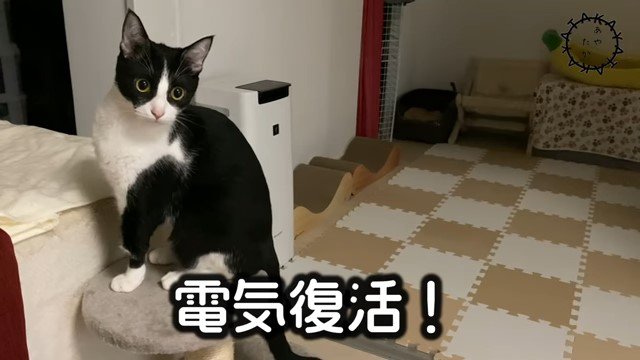 キャットタワーの上の猫