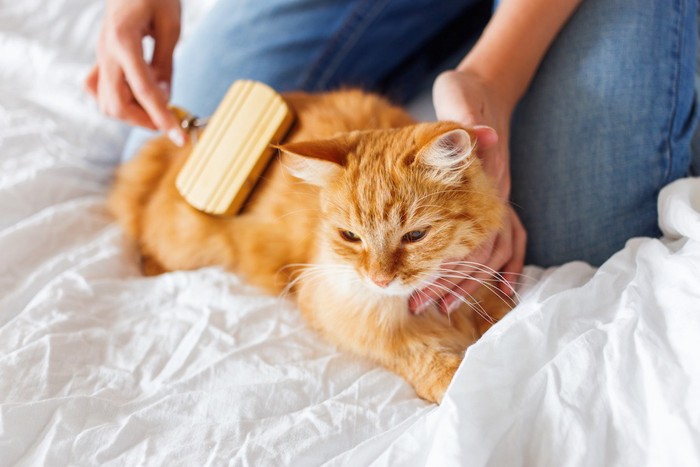 飼い主にブラッシングされている猫