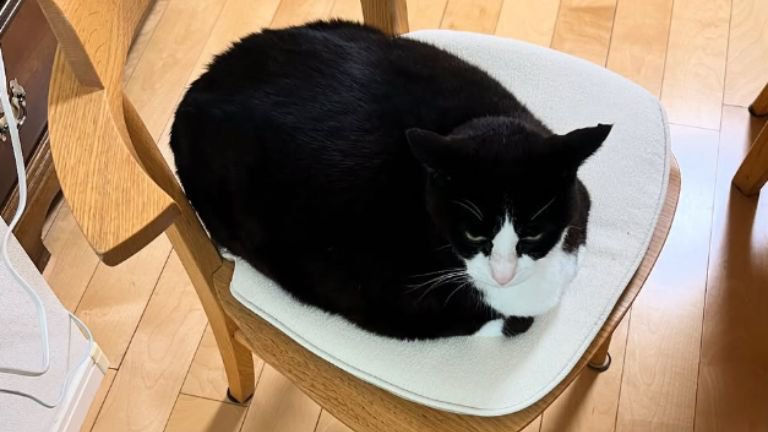 椅子に座る猫