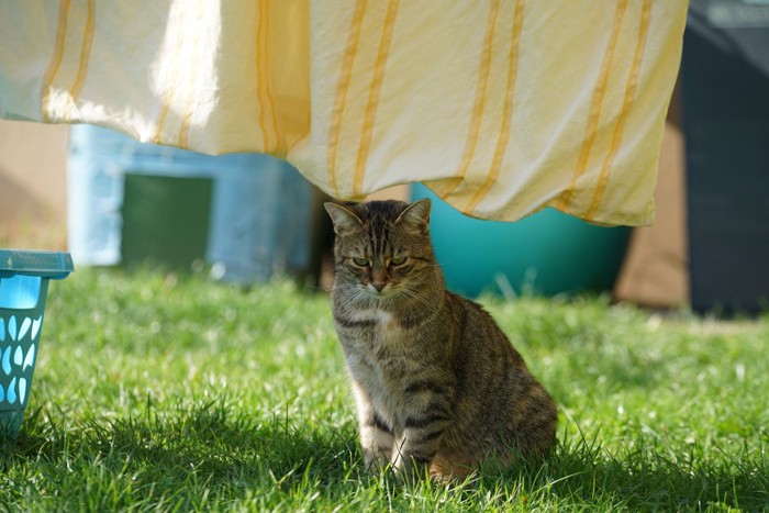 洗濯物と猫