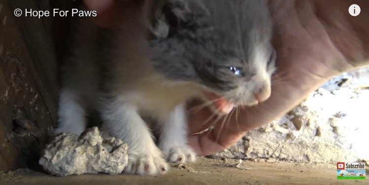 手に握られて鳴く子猫