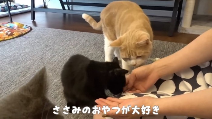 おやつを食べる猫たち