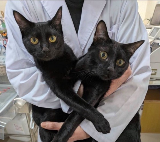 抱えられている2匹の黒猫